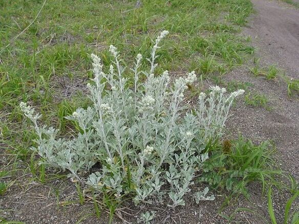 wormwood ji bo dermankirina osteochondrosis spinal